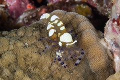 Ancylocaris brevicarpalis