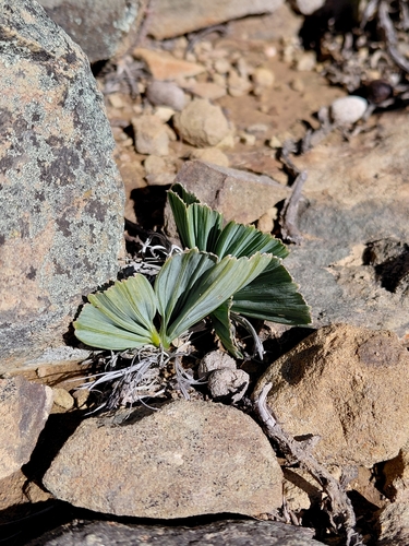 Babiana cuneata