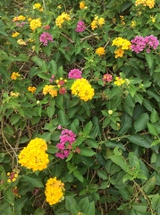 Lantana camara
