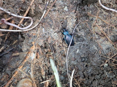 Carabus lefebvrei lefebvrei