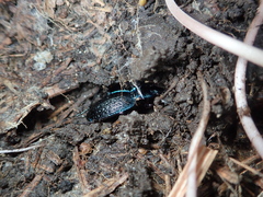 Carabus lefebvrei lefebvrei