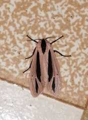 Creatonotos gangis-interrupta agg