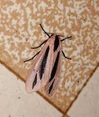 Creatonotos gangis-interrupta agg