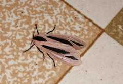 Creatonotos gangis-interrupta agg