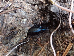 Carabus lefebvrei lefebvrei