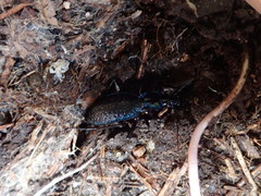 Carabus lefebvrei lefebvrei