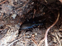 Carabus lefebvrei lefebvrei