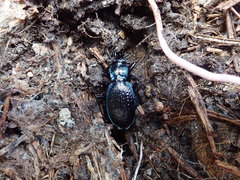 Carabus lefebvrei lefebvrei