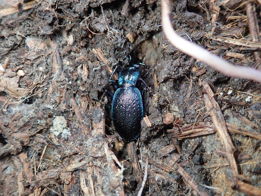 Carabus lefebvrei lefebvrei