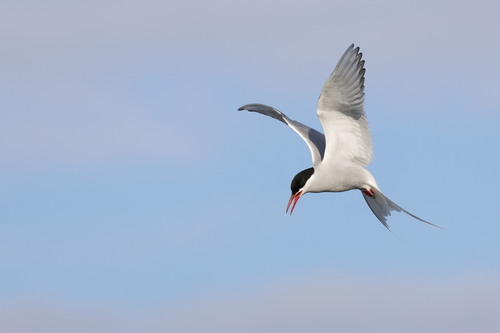 Foto de Arctic Tern