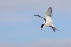 Arctic Tern photo 3