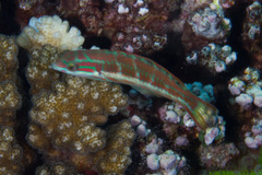 Thalassoma quinquevittatum