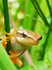 Hyperolius horstockii