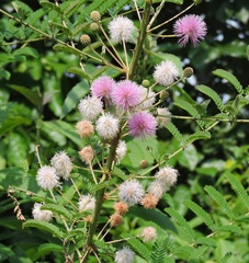 Mimosa rubicaulis