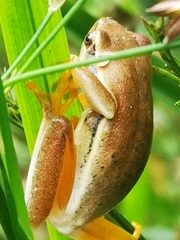 Hyperolius horstockii