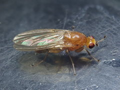 Suillia atricornis