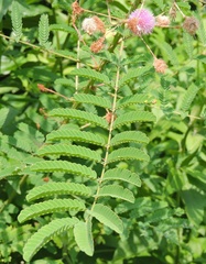 Mimosa rubicaulis