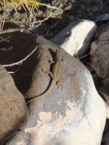 Liolaemus parvus