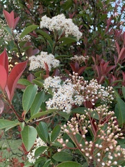 Photinia × fraseri