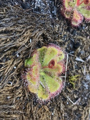 Drosera cuneifolia