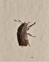 Genethila retusa