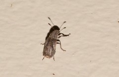 Genethila retusa