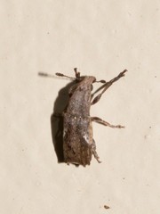 Genethila retusa