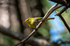Zosterops tenuirostris