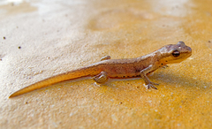 Lissotriton schmidtleri