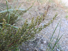 Artemisia campestris maritima