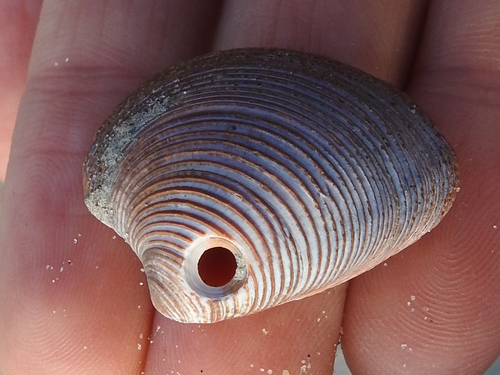 Striped Venus, Katwijk, Zuid-Holland, Netherlands, photo 6 of 10