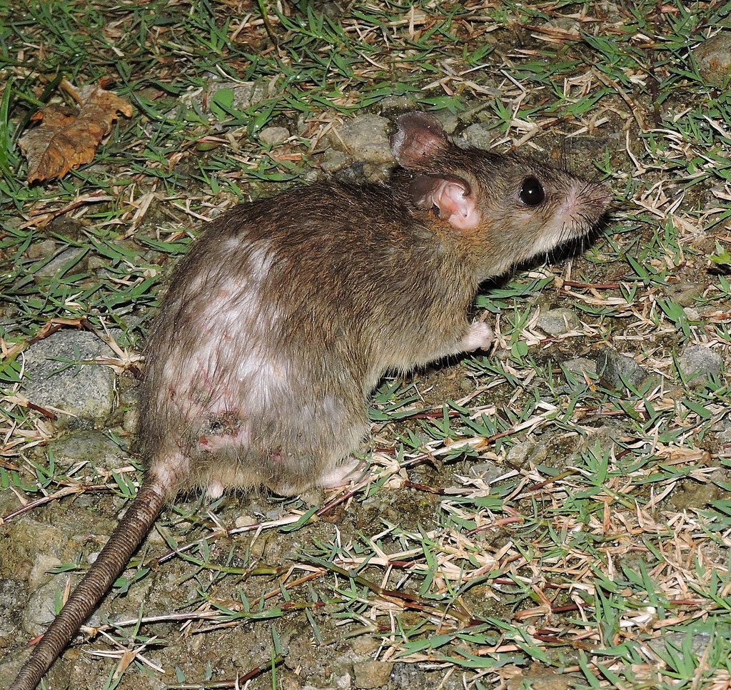 Himalayan Field Rat (Rattus nitidus) - Know Your Mammals