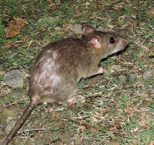 Rattus nitidus, 2019-08-28