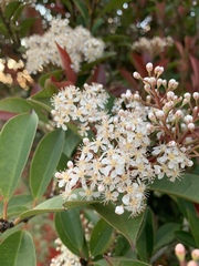 Photinia × fraseri