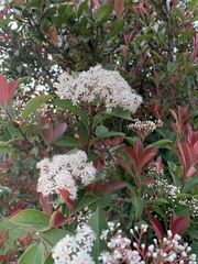 Photinia × fraseri
