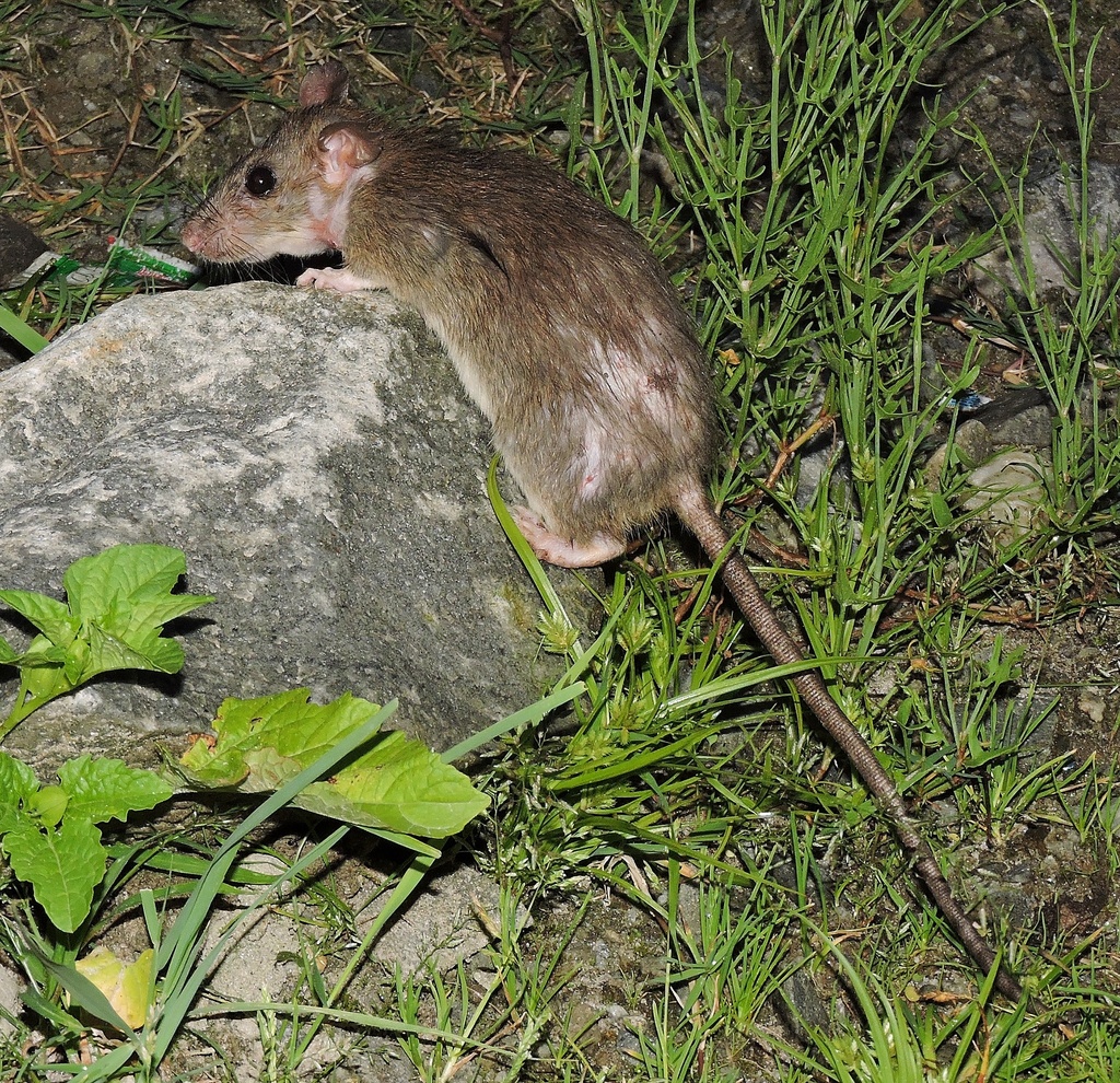 Himalayan Field Rat (Rattus nitidus) - Know Your Mammals