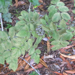 Idaeobatus