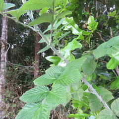Idaeobatus