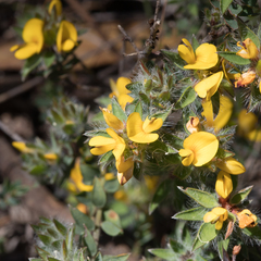 Pultenaea trinervis