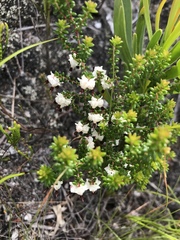 Pink Heath (Erica azaleifolia)