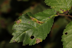 Phyllonorycter tristrigella