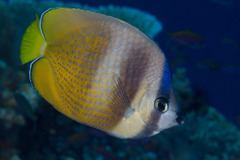Chaetodon kleinii