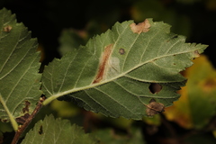 Phyllonorycter tristrigella