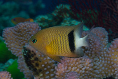 Plectroglyphidodon dickii