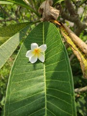 Plumeria obtusa