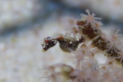 Hippocampus pontohi