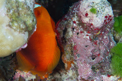 Amphiprion barberi