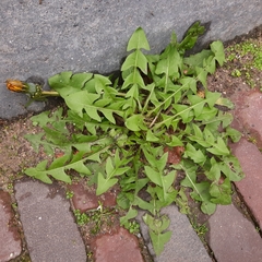 Taraxacum officinale