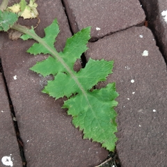 Sonchus oleraceus