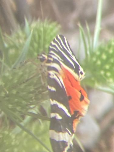 Photo of Jersey Tiger (Euplagia quadripunctaria)